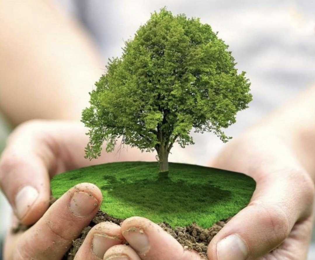 «Кузбасский СКАРАБЕЙ» запустил виртуальный счётчик спасённых деревьев