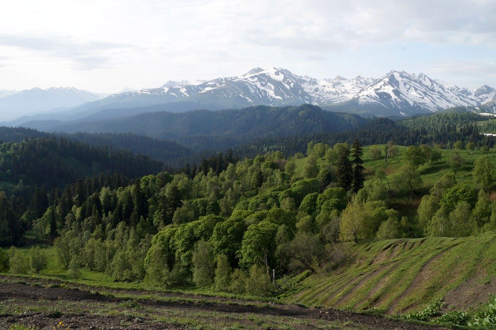 Совместная акция компании Essity и WWF России направлена на сохранение природы Кавказа