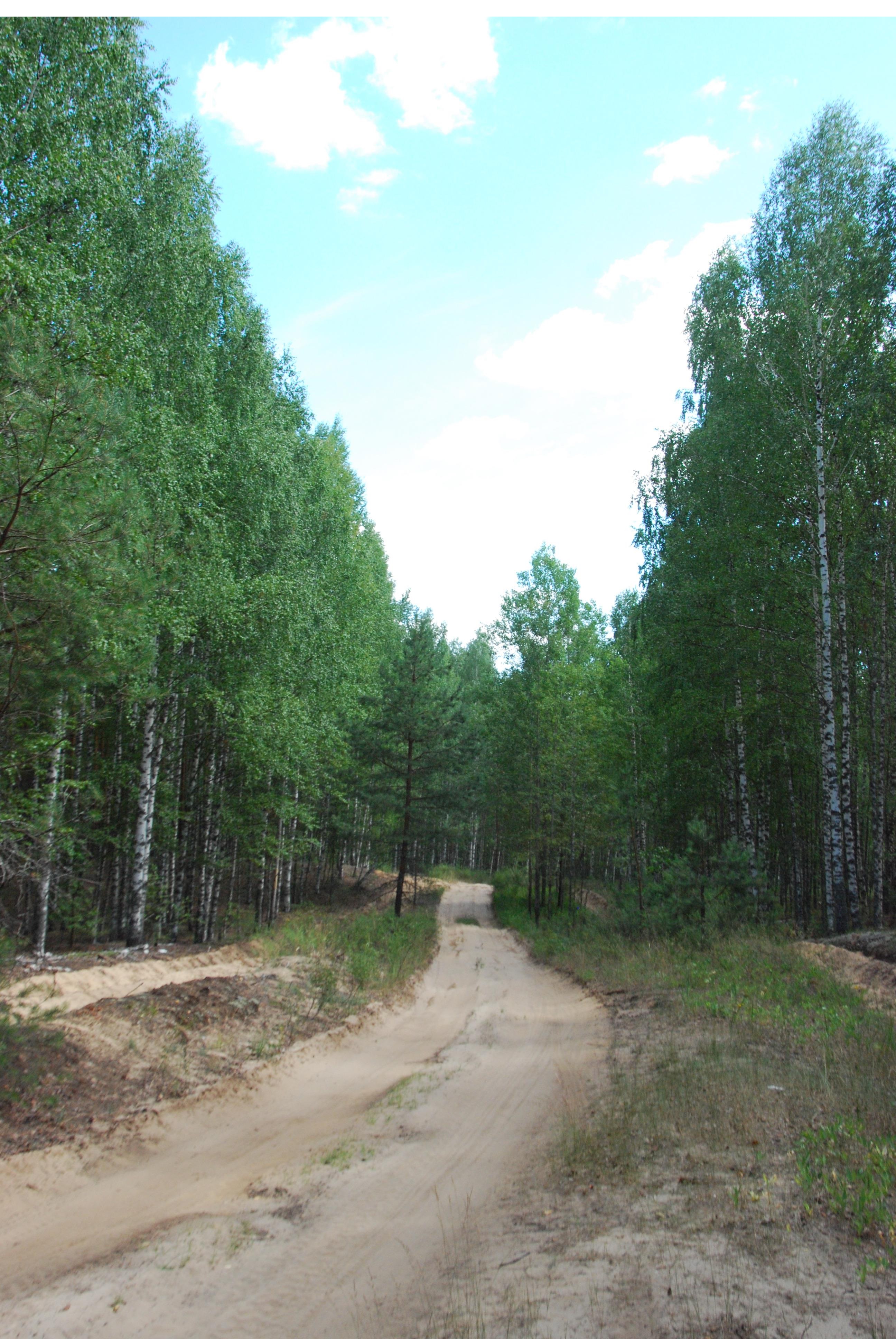 Обновлена форма ведения государственного лесного реестра