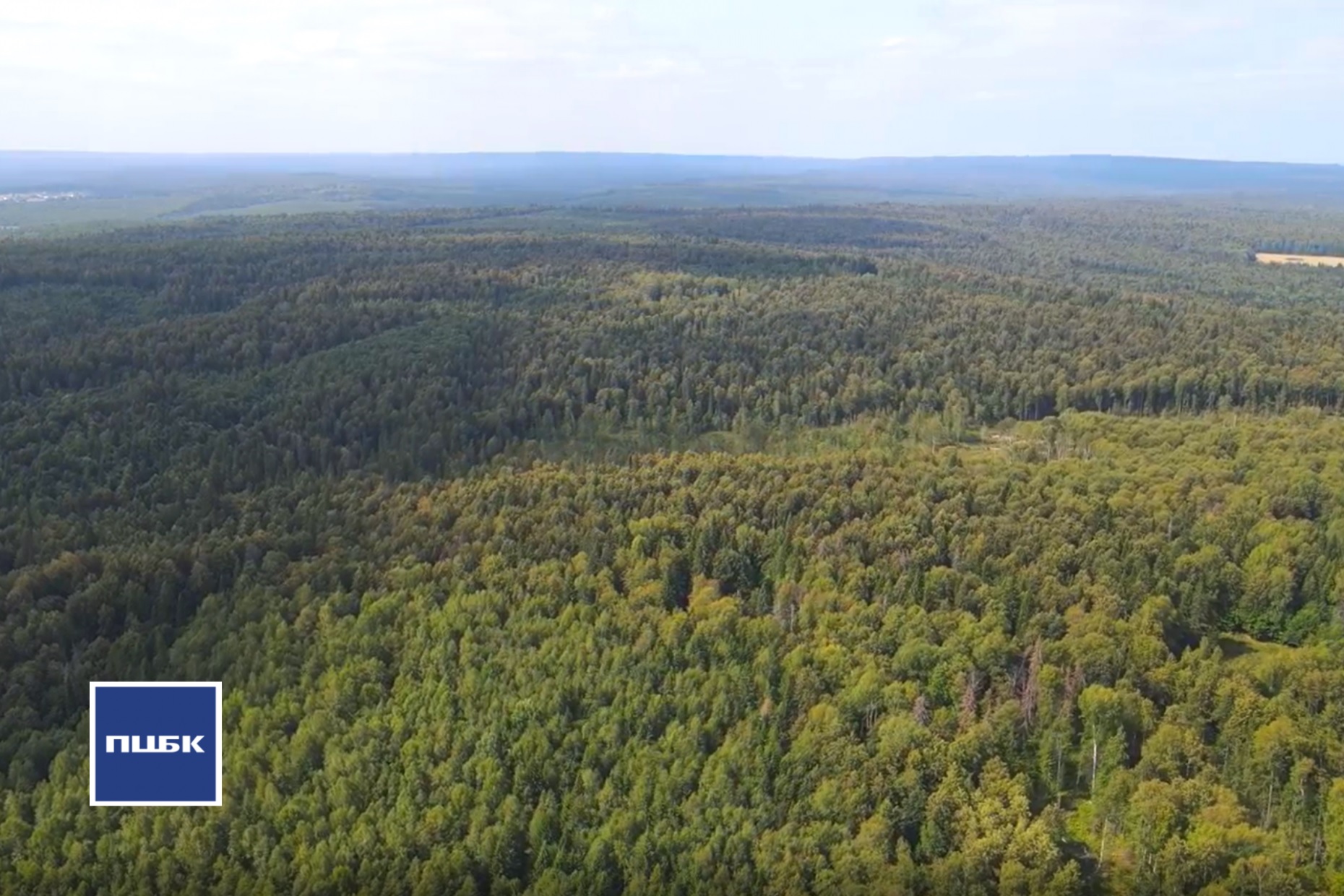 В Прикамье пройдет тестирование федеральной цифровой системы лесного комплекса
