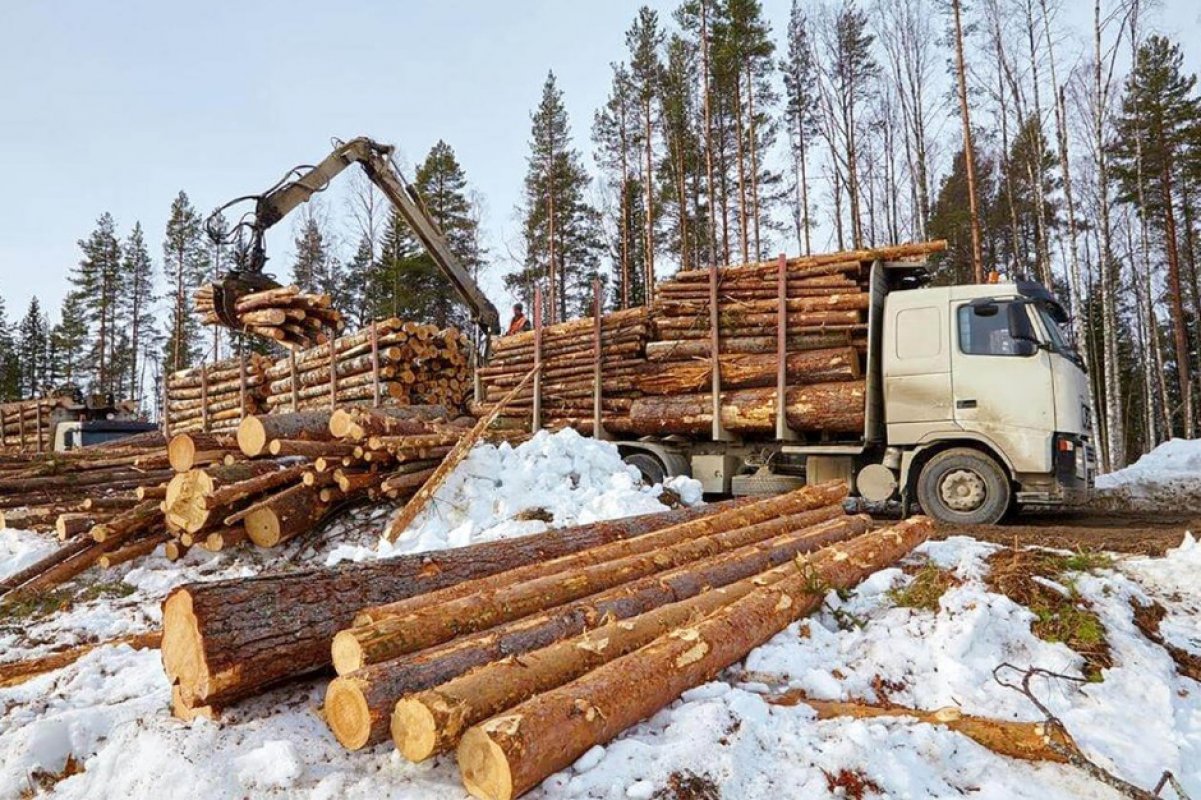 Лесозаготовителей могут освободить от обязательств по выплате компенсации за неизбежный ущерб