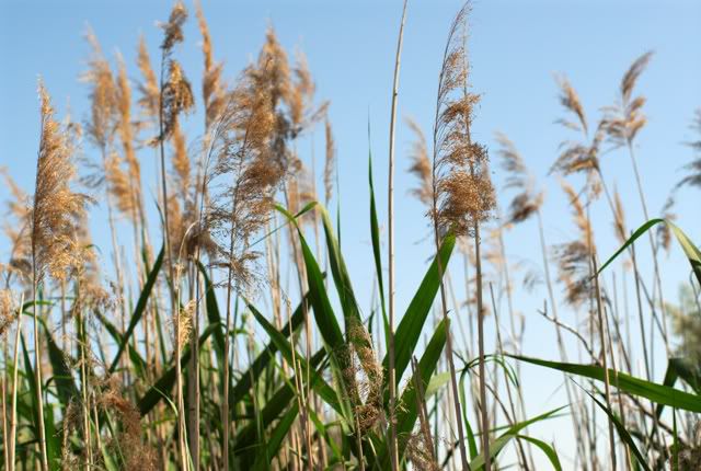 В Казахстане запустят производство бумаги из камыша  
