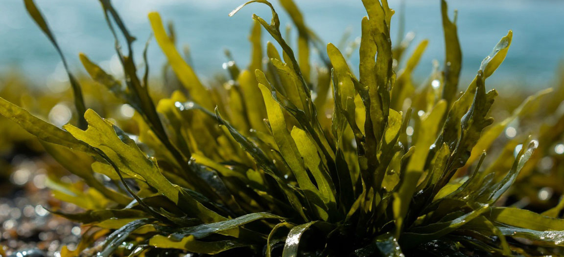 Свойства композиционного материала на основе лиственной и водорослевой целлюлозы