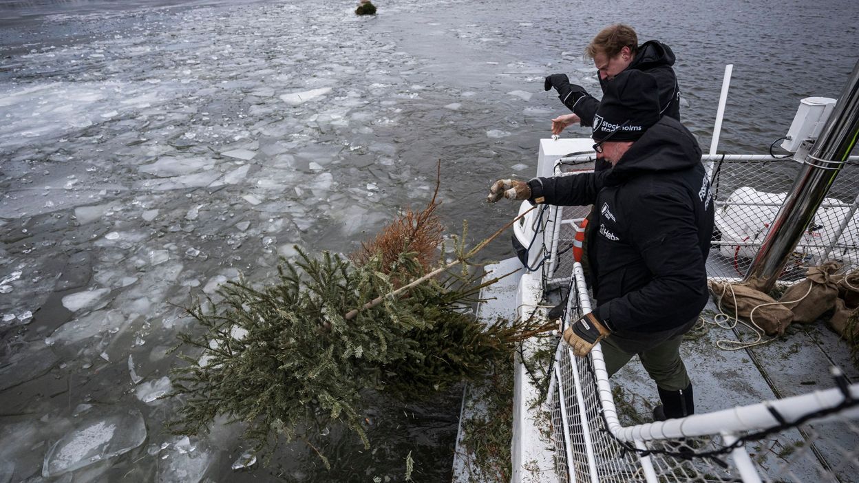 В Швеции из рождественских елок делают «домики для рыб»