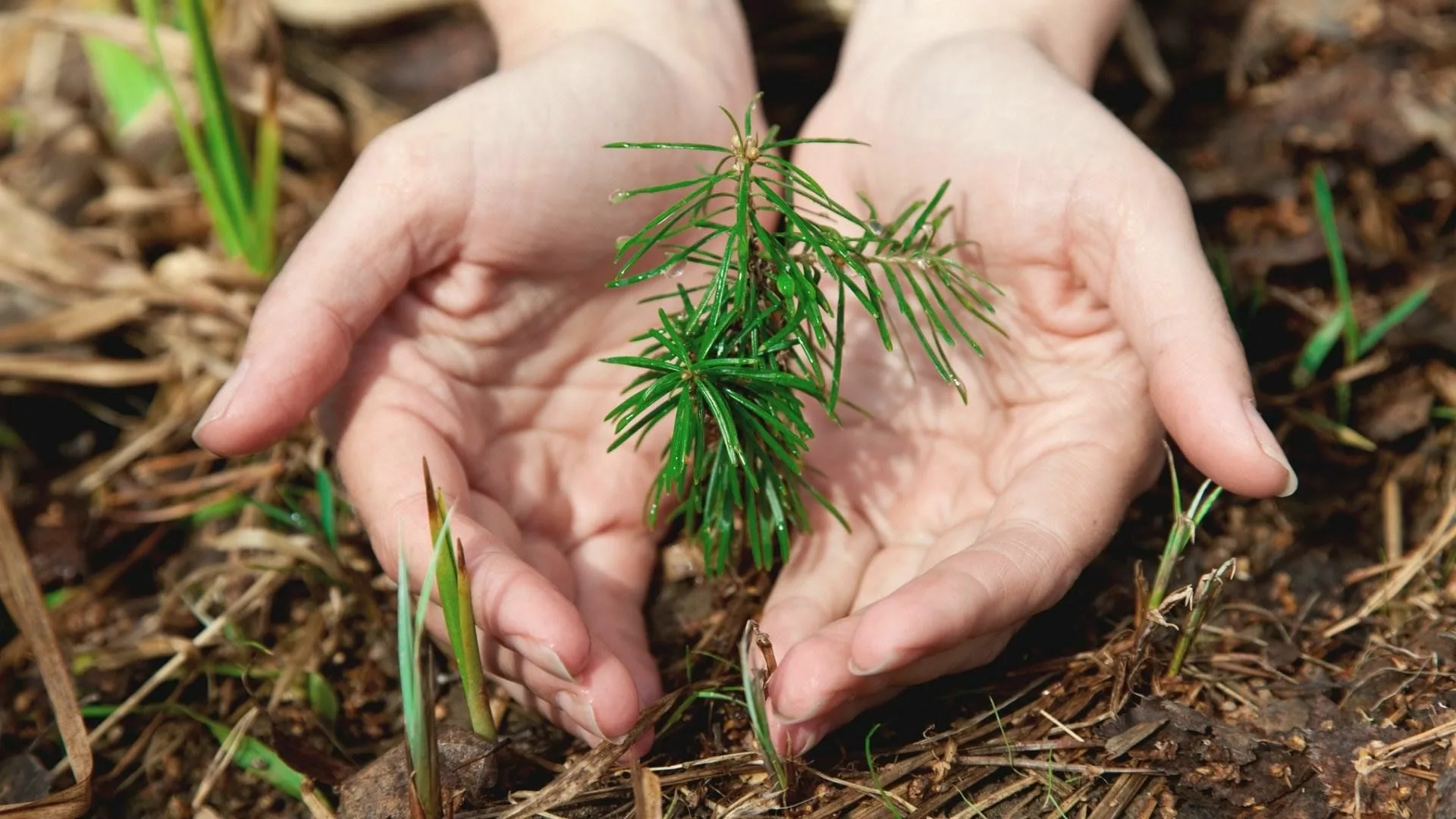 Компания «КАМА» превысила плановые показатели по лесовосстановлению 