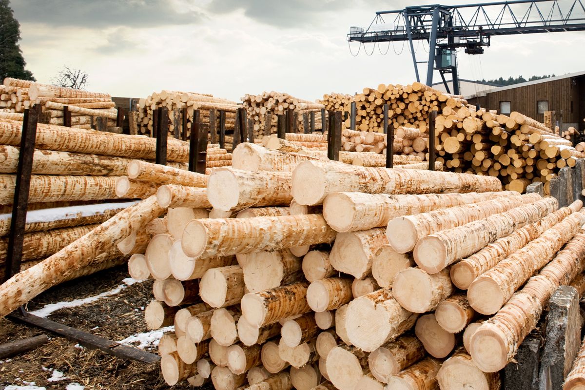 Названы главные преграды, мешающие развитию  деревообрабатывающей индустрии в России