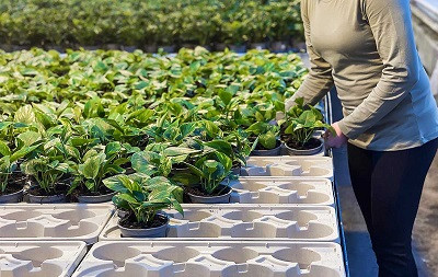 Пульпекартон захватывает мир: Stora Enso разработала поддон для транспортировки растений