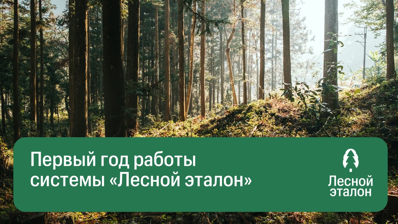 «Лесной эталон» подводит результаты первого года работы системы 