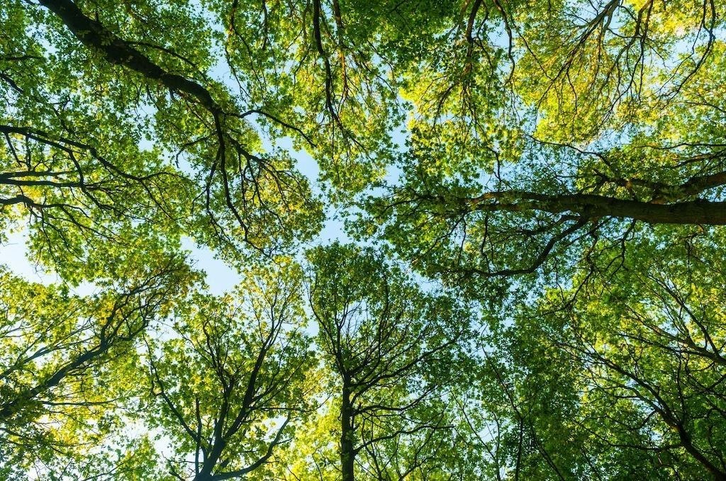 Лесные массивы превращаются в ловушки для атмосферного микропластика