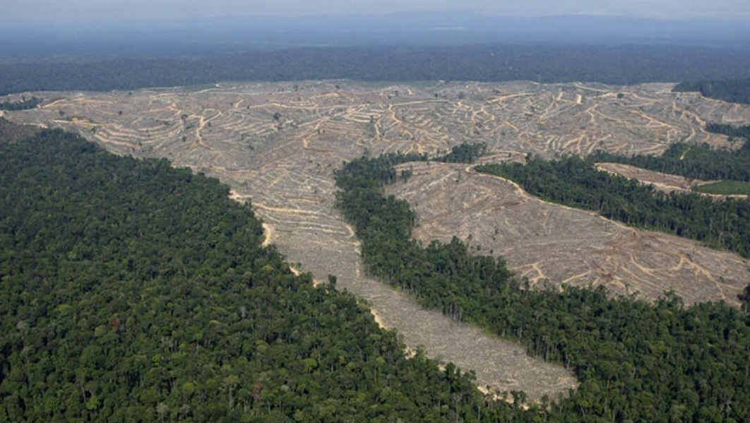 Математическая модель вырубки поможет сохранить лес 