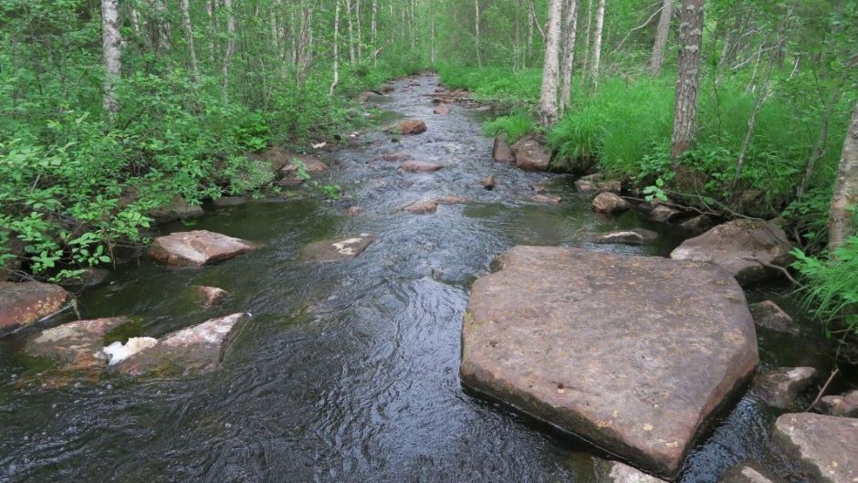 Stora Enso и МСОП создали дорожную карту для «восстанавливающего» лесного хозяйства