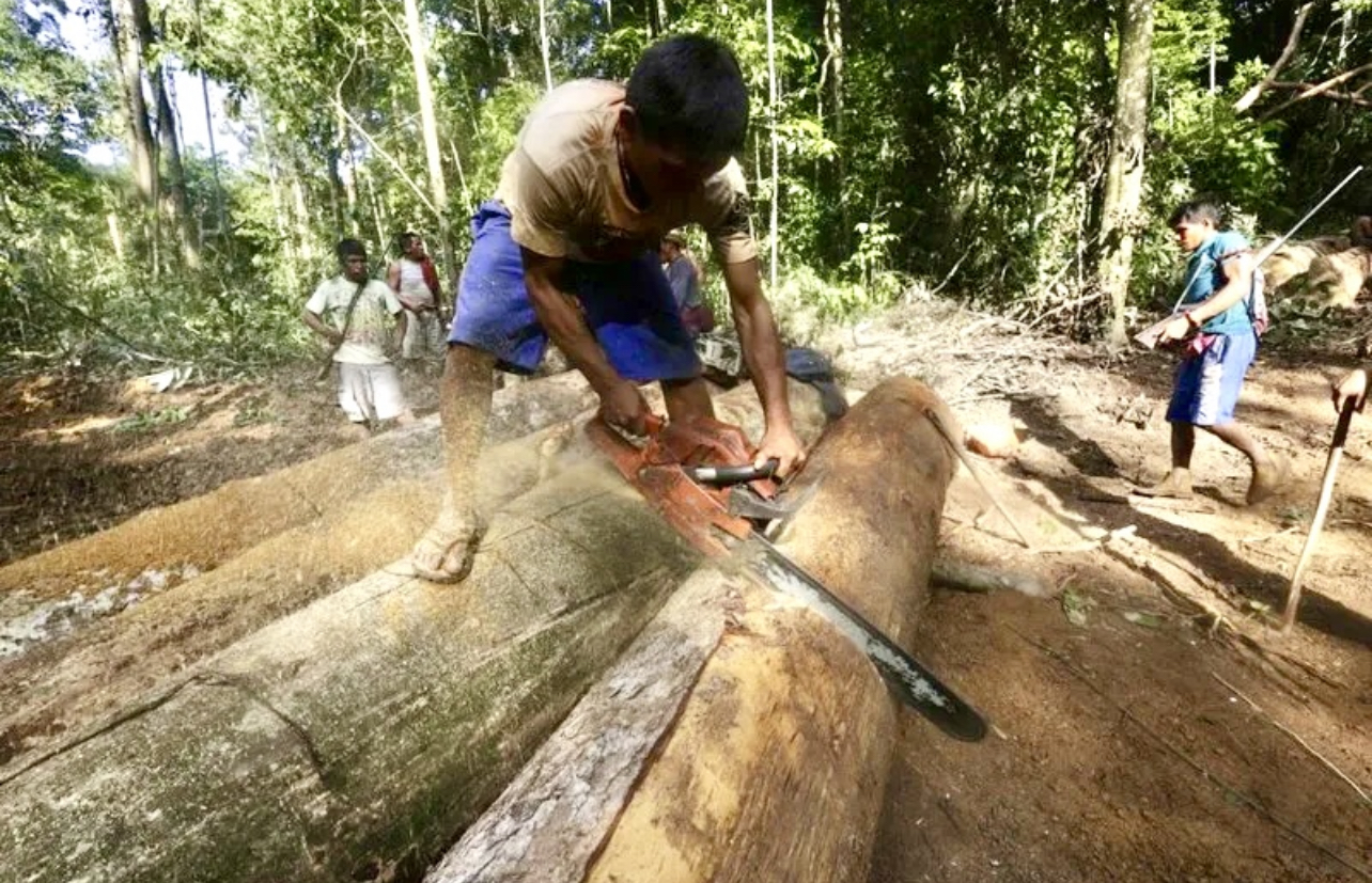 Экспорт изделий из древесины Бразилии сократился на 11%