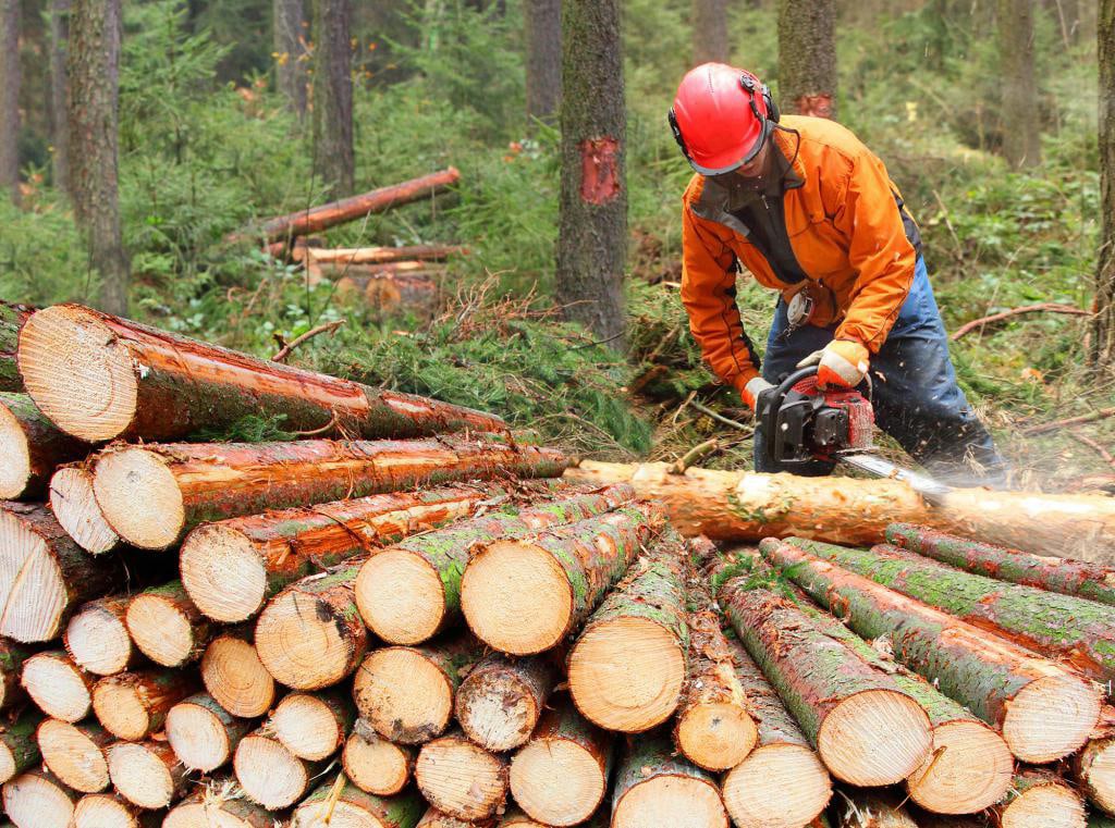 Изменения в оплате за использование лесов: что ждет лесозаготовителей в 2024 году
