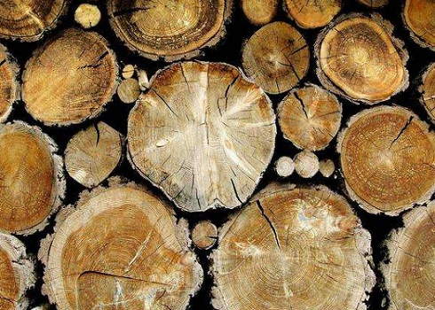 Цены на целлюлозу в Китае продолжают снижаться: краткосрочные перспективы остаются слабыми